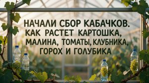 НОВЫЙ УРОЖАЙ В САДУ: КАК МЫ ВЫРАСТИЛИ ВИНОГРАД, ТОМАТЫ, КЛУБНИКУ И ДРУГИЕ КУЛЬТУРЫ 2026-06-27