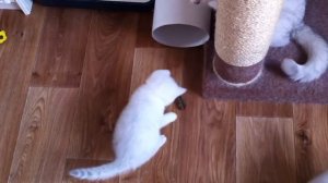 КОТЯТА ИГРАЮТ С ТАРАКАНОМ