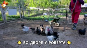 Содержание кур в домашних условиях и других птиц во дворе у Роберта 🐣🐤🦆🐔🪿🦃 (583)