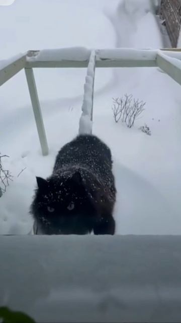 Кошка Маша)