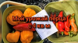 Мой урожай перца с 4кв м.