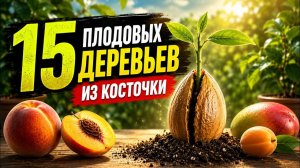 15 деревьев из косточки, которые НЕ станут дичкой 🍋 Свой сад на подоконнике