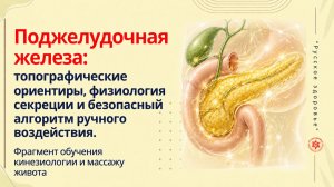 Поджелудочная железа: топографические ориентиры, физиология секреции. Фрагмент обучения
