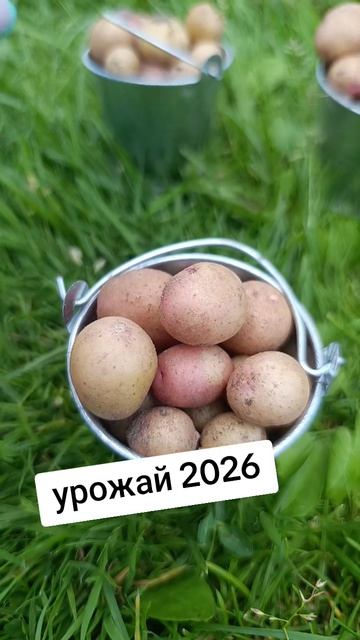 Урожай 2026 #картошка