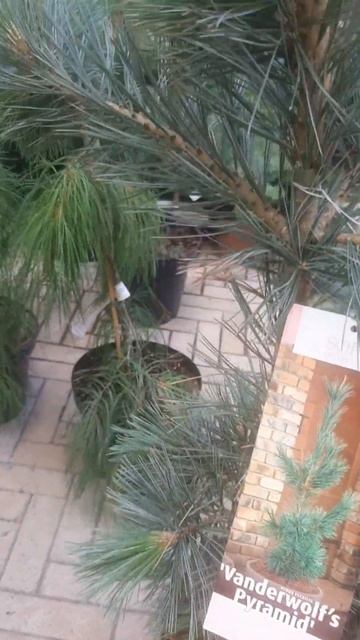 ❤🌲Сосна гибкая Вандервульф Пирамид
✔Продажа растений в макс и телеграм канале: Https://t.me/love_is_