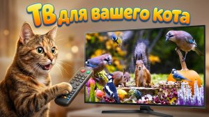 Телевиденье для кошек 🐿️ Птички, белки и природа для котов