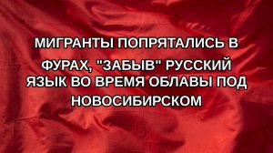 Мигранты попрятались в фурах, «забыв» русский язык во время облавы под Новосибирском