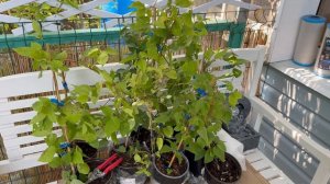 Сорта клематисов для сада🌿