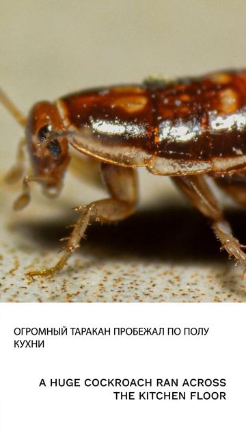 Таракан