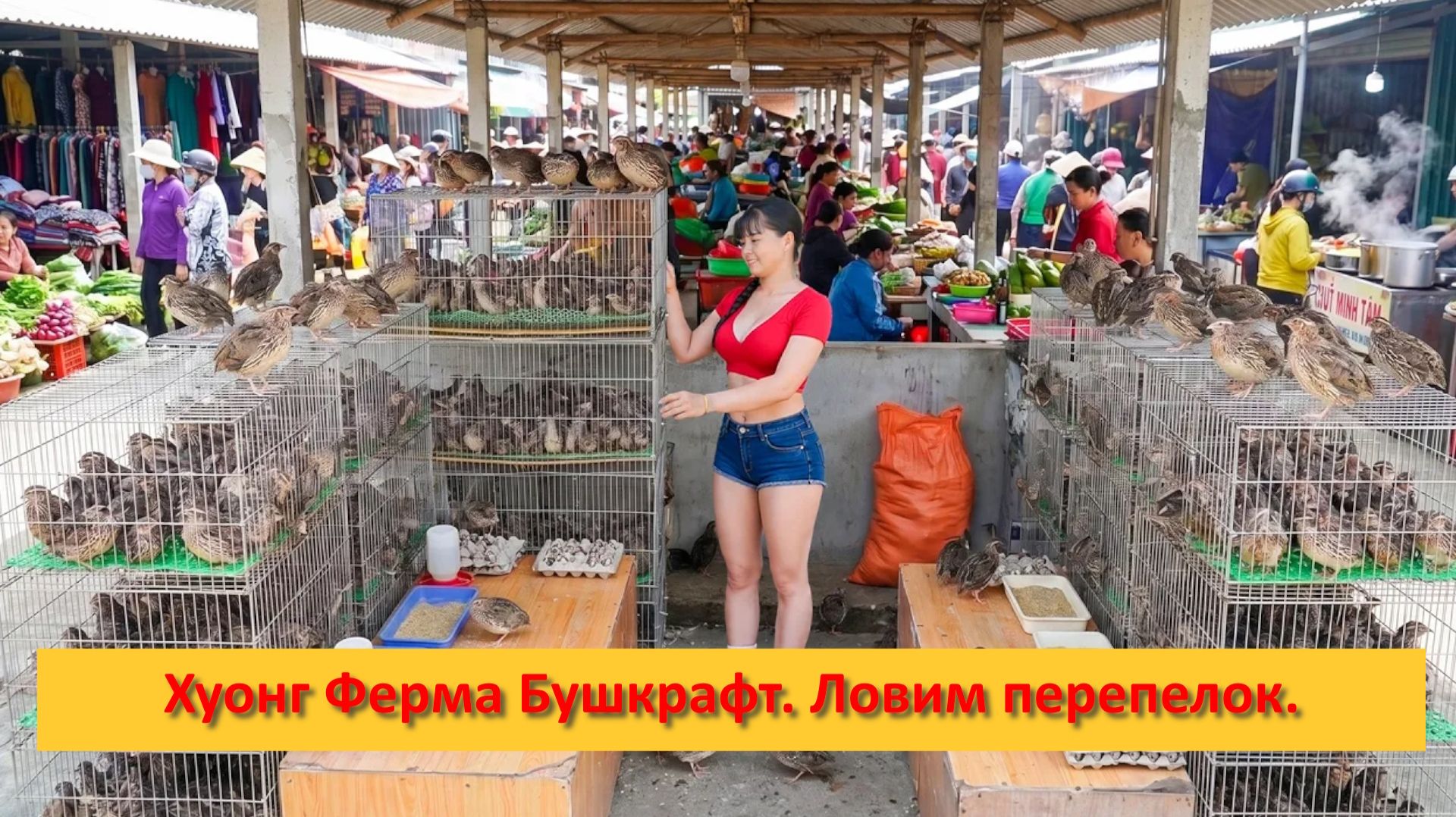 Хуонг Ферма Бушкрафт. Вьетнам. Ловим перепелок на продажу.