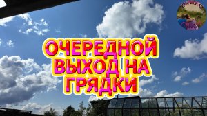 ПРОПОЛОЛА ГРЯДКИ С ЦВЕТАМИ,ПОДСТРИГЛА КЛУБНИКУ