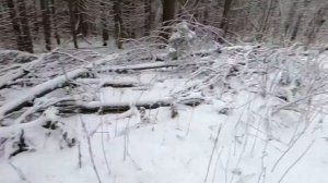 Загонная охота на лося.mp4