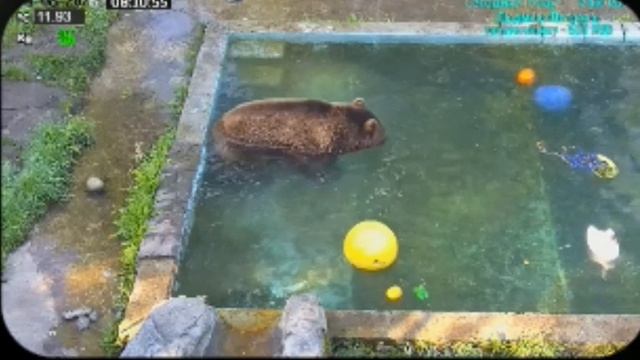 Мансур , утренний обход владений и водные процедуры.