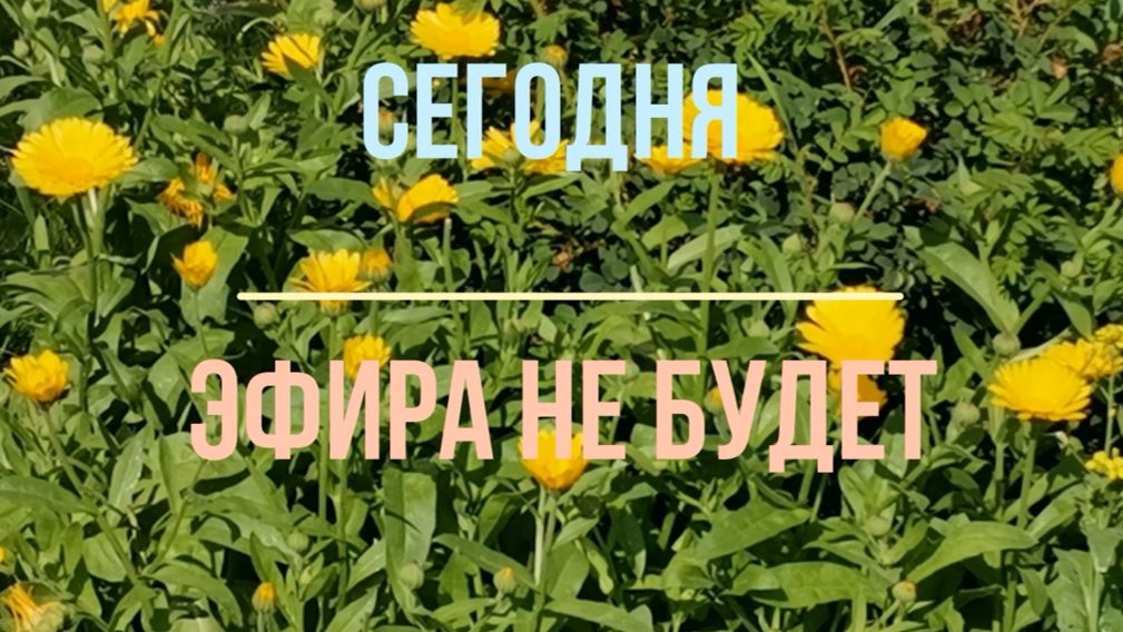 15.08.2026 эфира не будет