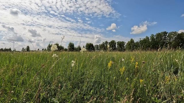 Зеленое раздолье летнего луга