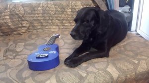 Укулеле Гитара 🎸 Чибо Моя Жизнь Кино 🎬 Жил Был Пёс 🐕 Музей Псов