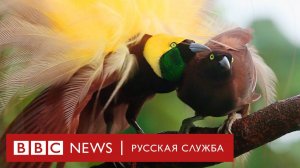 Райские птицы: откуда у них такое завораживающее оперение? | Документальный фильм Би-би-си