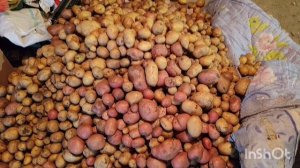 сделали большое дело, выкопали картошку 🥔