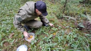 Пошли в лес за черникой, а набрали лисички в Заволжье тест плодосборников