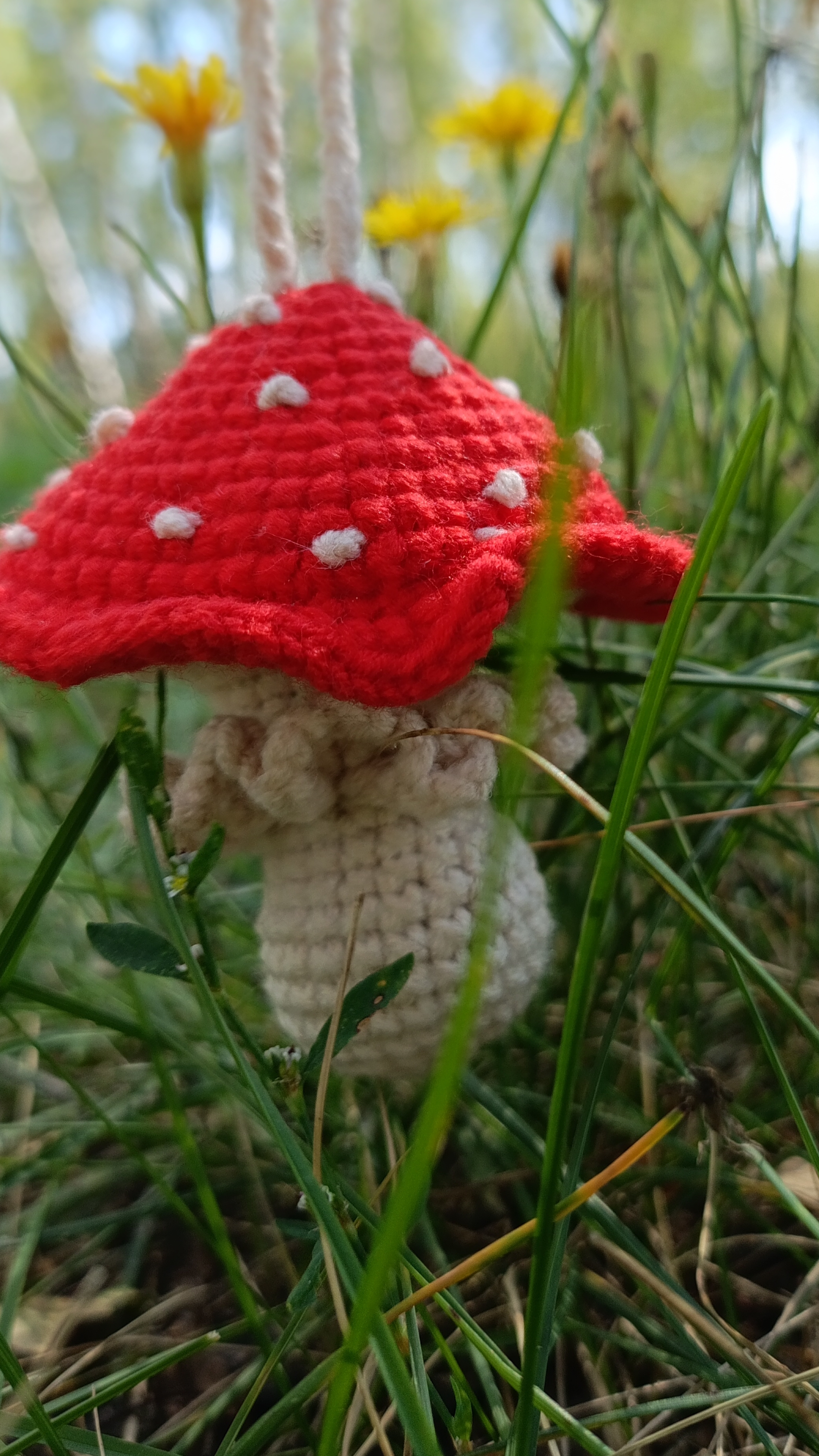 Мухоморы бывают разные 🍄🍄🍄🍄🍄