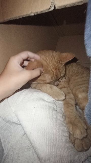кот Любимчик