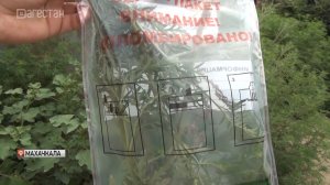 В Махачкале борются с опасным карантинным сорняком