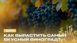 Как подготовить виноград к урожаю? | Секатор, калий и ловушка для ос | Дача