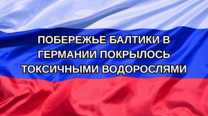 |Н. РФ| Побережье Балтики в Германии покрылось токсичными водорослями