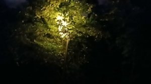 Уличный фонарь в листве, Воронцовский парк, Москва, август.2026 (Vorontsovsky Park, Moscow, Russia)