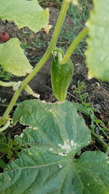 Мои огурчики🥒 Дача🏡
