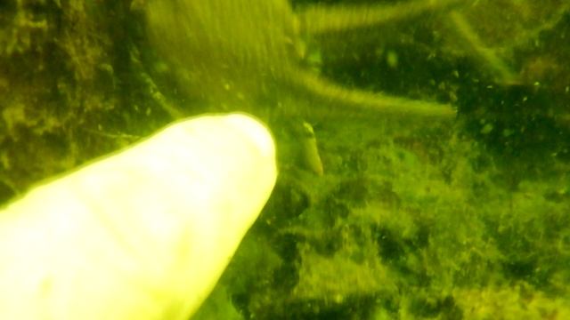 Training Dive Under Poor Visibility Conditions. Amerevo Dolomite Quarry, Moscow Region 08.08.2026- 2