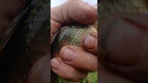 РЫБАЛКА В АВГУСТЕ  НА ПОПЛАВОК.