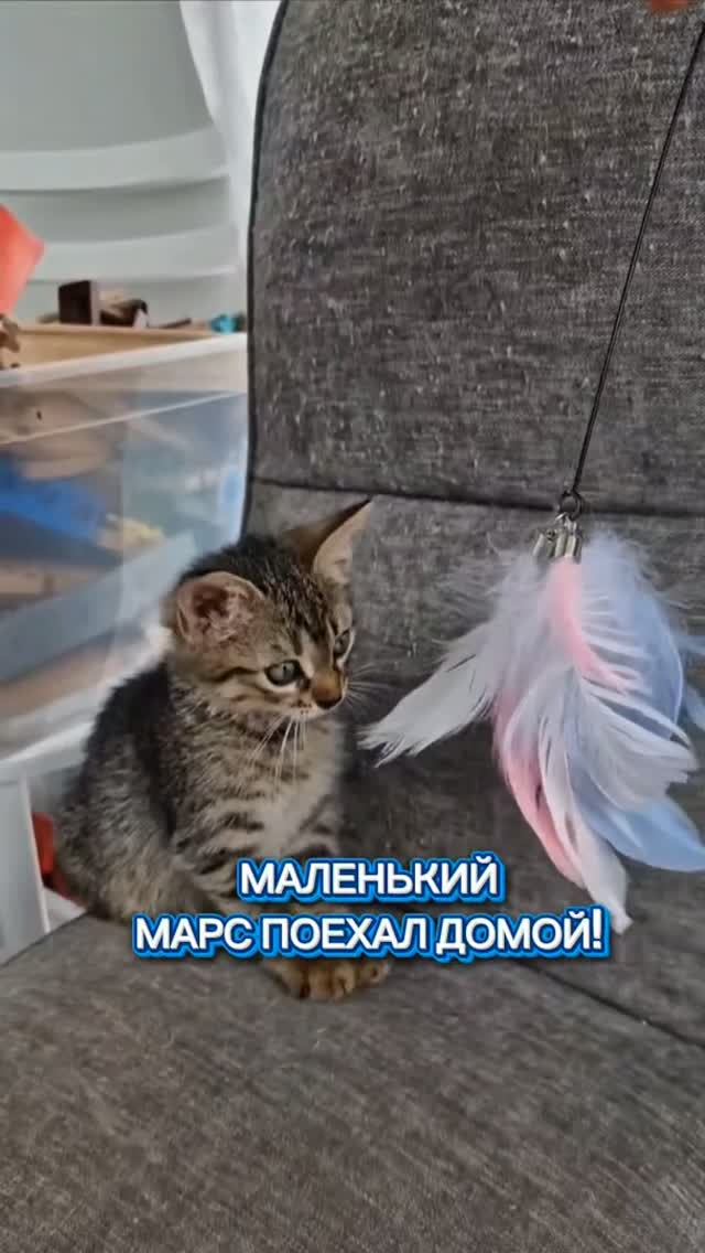 #ЧИХУАХУАПРИНЦРЕДИ#КОТЯТА#КОШКИ ИЩУТ ДОМ