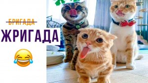 ЖРИГАДА))) Приколы с котами