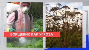 Захвативший 7 тысяч гектаров борщевик мог вырваться из-под контроля в брошенном селекционном центре