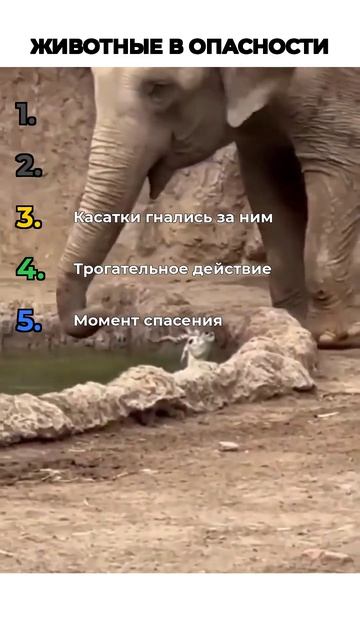 ЖИВОТНЫЕ В ОПАСНОСТИ