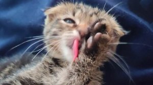 Марик Кот который не знает хлопот✅