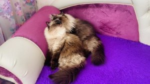 Любовь 💕 Подпишитесь на канал и поставьте реакцию пожалуйста 🙏
