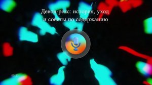 Девон-рекс: история, уход и советы по содержанию