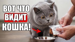 Твоя Кошка НЕ ДУМАЕТ, Что ты Её Кормишь! ВОТ ЧТО ОНА ВИДИТ