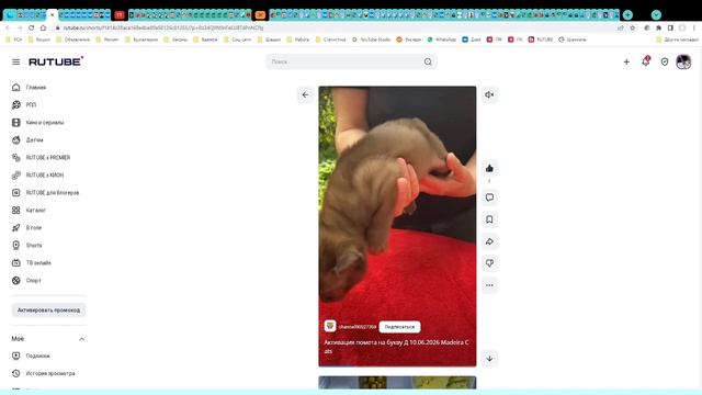 Котята питомника кошек  МАДЕЙРА КЭТС
