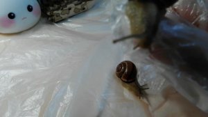 начинаем рубрику про улиток 🐌