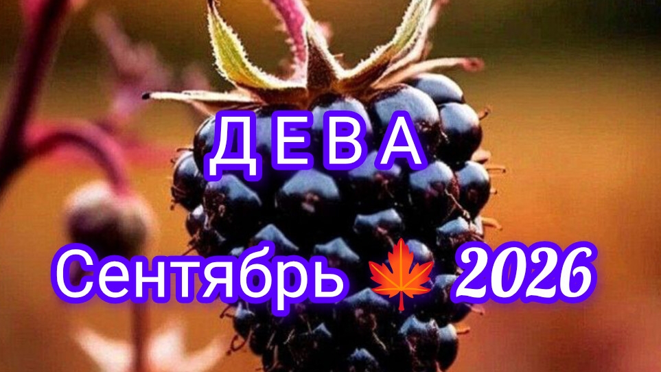 ДЕВА ♍ сентябрь 2026 года. Гороскоп и расклад таро 🔮