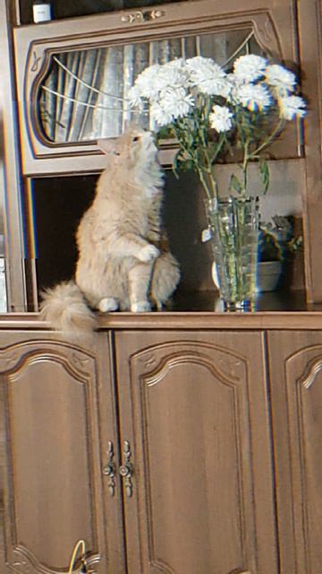 Любовь к цветам с детства🐱
