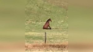 Самые смешные видео с животными на свете🤣🤣🤣