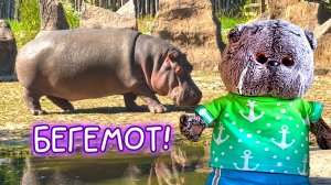 🐒🐅🦒КОГО БАСИК ВСТРЕТИЛ В ЗООПАРКЕ?\ ЗООПАРК Краснодар 2026\ #Басики #Басик