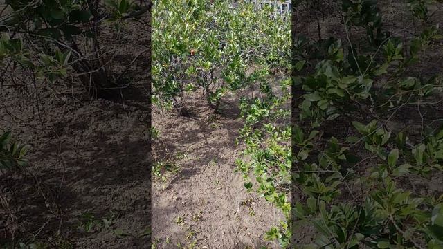 обзор на дачу