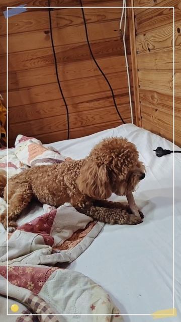 Давайте знакомиться! Меня зовут Тедди