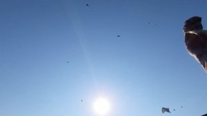 15.08.26 г. Андижанская порода голубей (1)