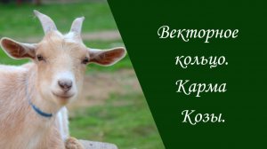 Векторное кольцо. Карма Козы.